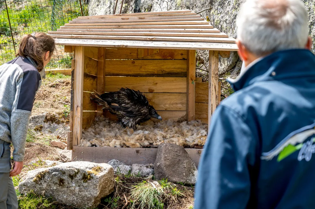Lâcher de gypaètes barbu dans le secteur de l'Aigoual