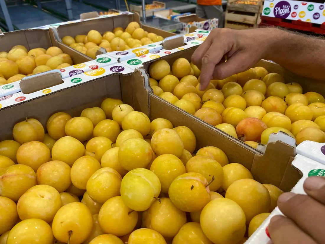 Les prunes de Philibon