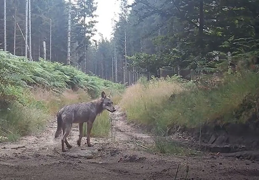 Des loups photographiés sur le plateau de Millevaches.