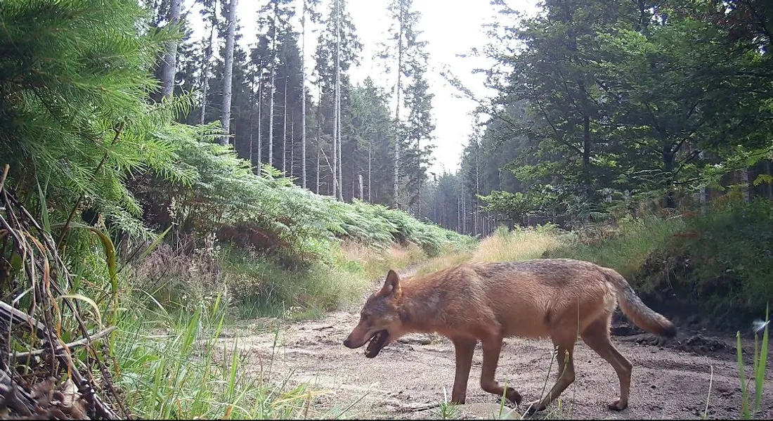 Des loups photographiés sur le plateau de Millevaches.