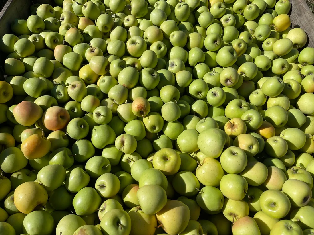 Pommes AOP 2026
