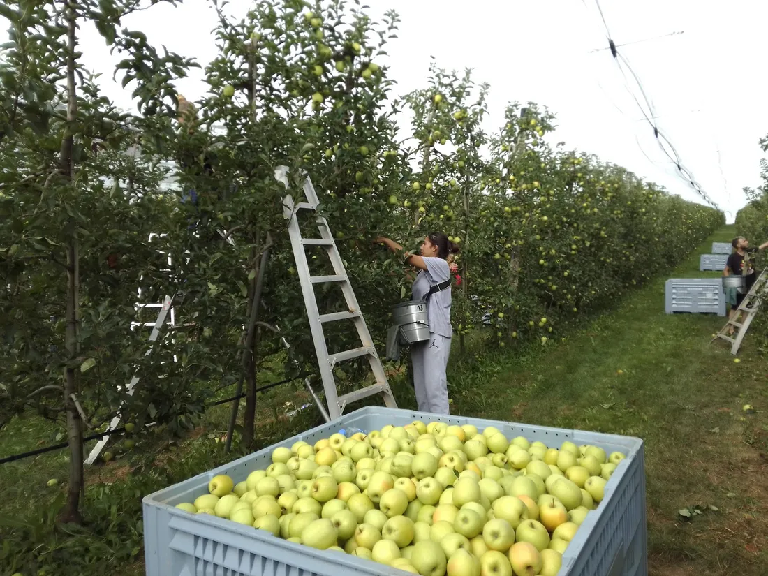 La cueillette des pommes a débuté