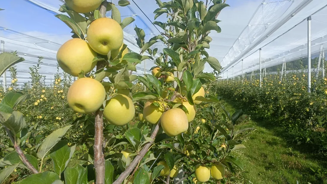 Pommes AOP du Limousin