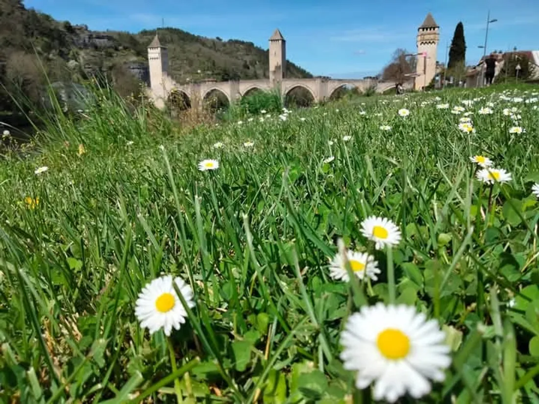 Le pont Valentré et ses paquerettes