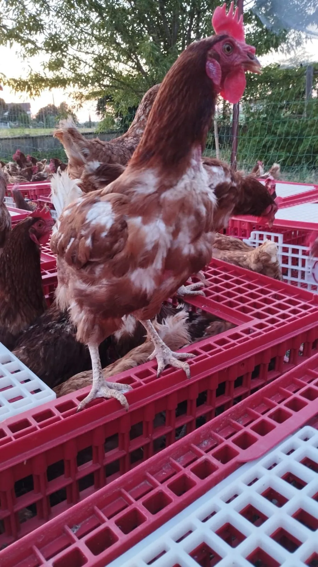 Une poule rousse, destiné à l'abattoir autour de 18 mois