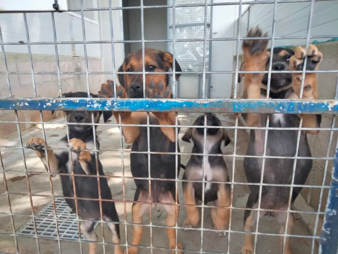 Les chiens du Ramier à Montauban