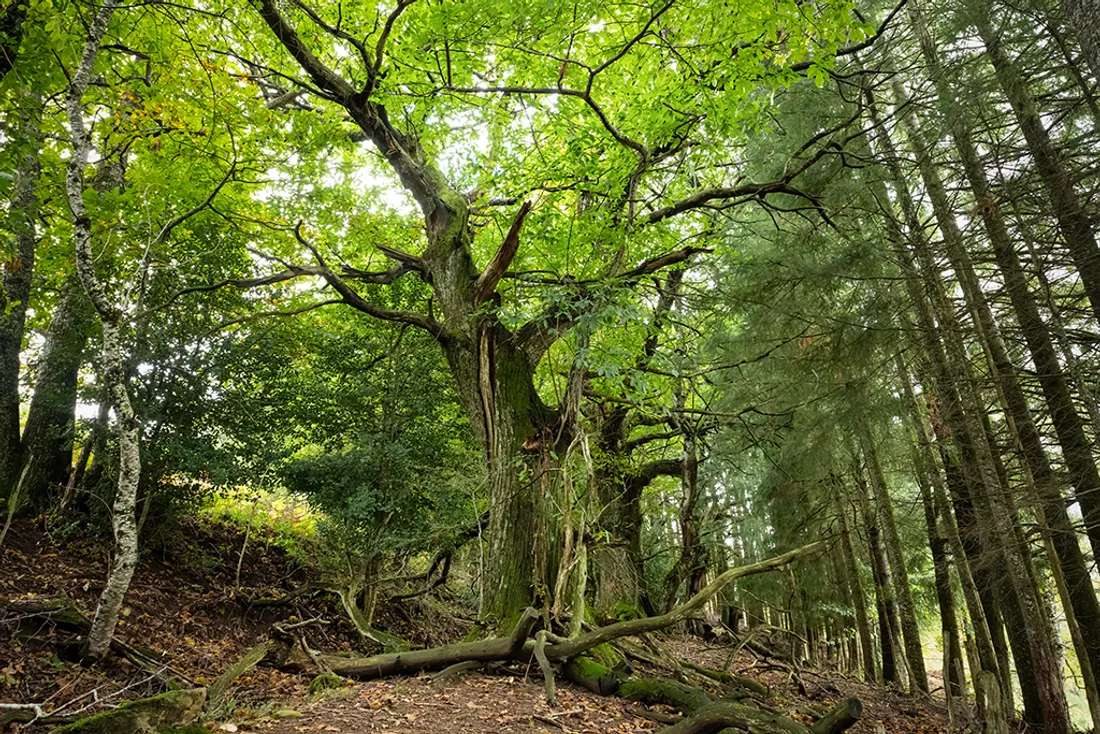 Forêt Ancienne PNR AUBRAC