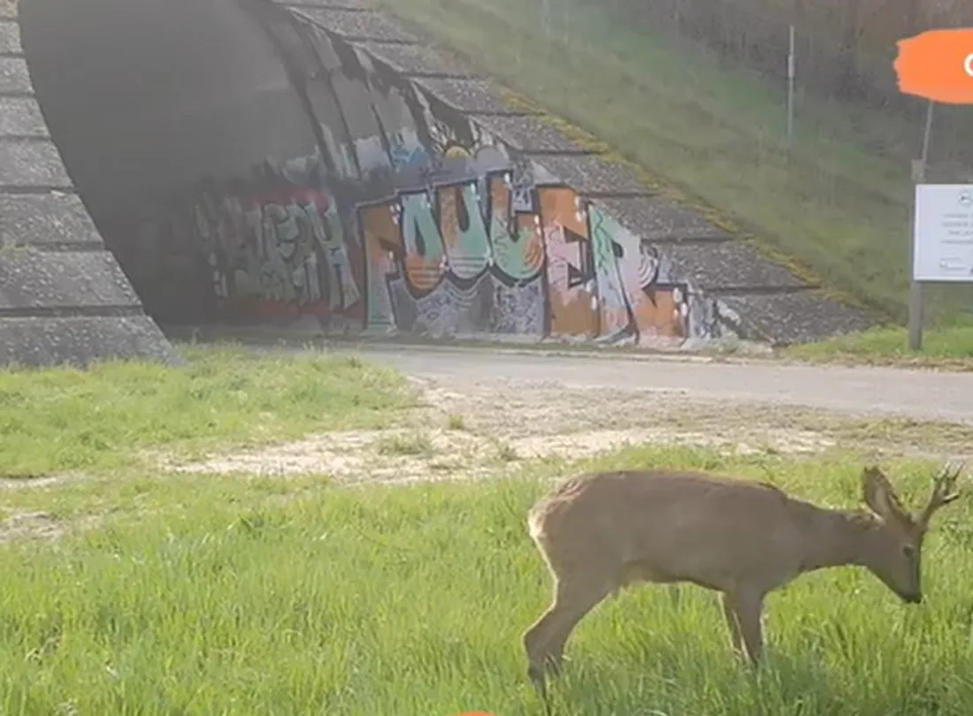 Un des deux tunnels sous l'A20 aménagé par les chasseurs de Tarn-et-Garonne