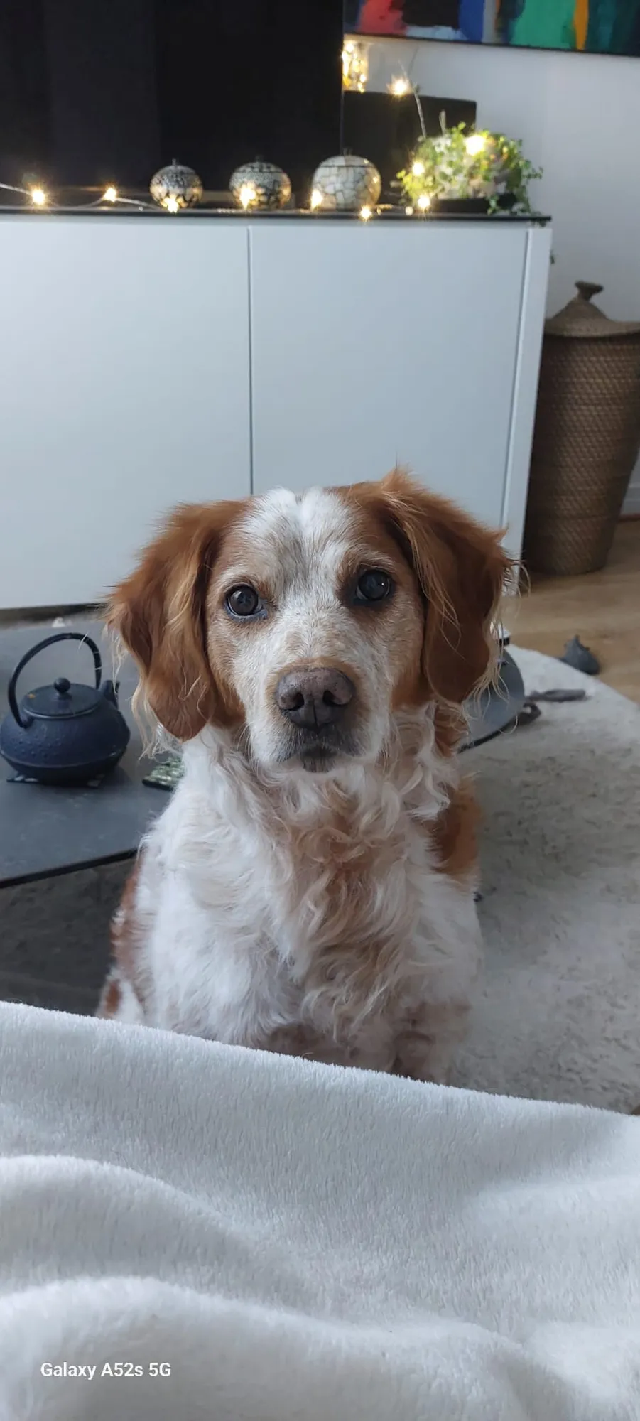 mediation animale avec Harry