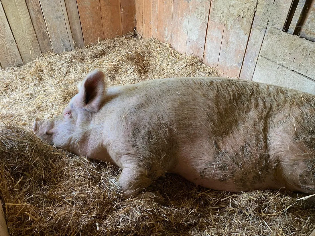 Agathe, le cochon de 300kg