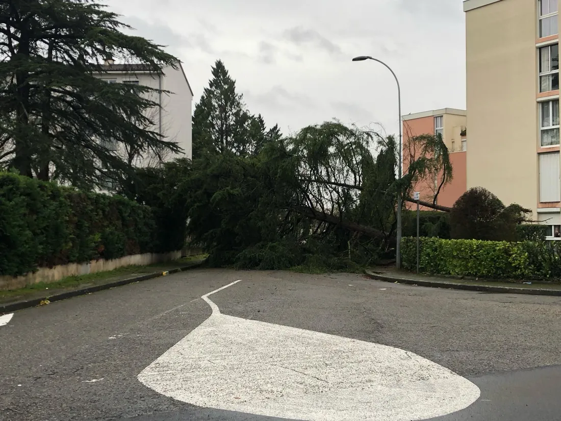 Un arbre de plusieurs dizaines de mètres tombé par la tempête Nils