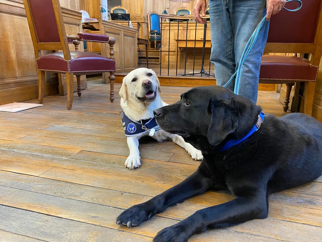 Lol, premier chien d'assistance judiciaire, et son successeur dans le Lot, Vénom