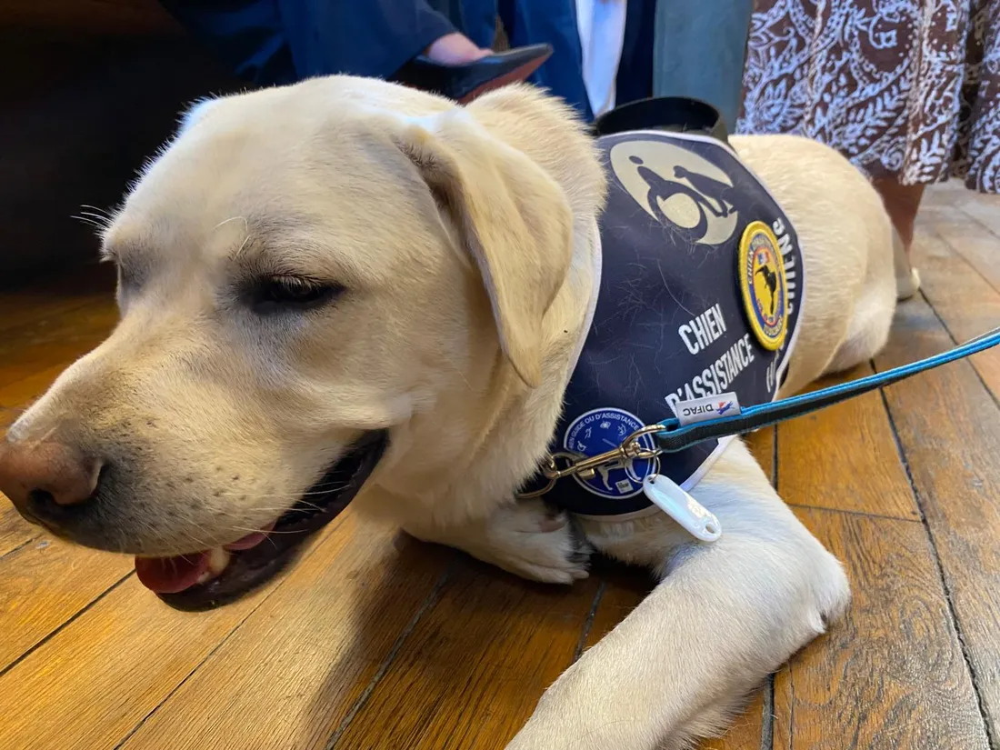 Venom, le nouveau chien d'assistance judiciaire dans le Lot