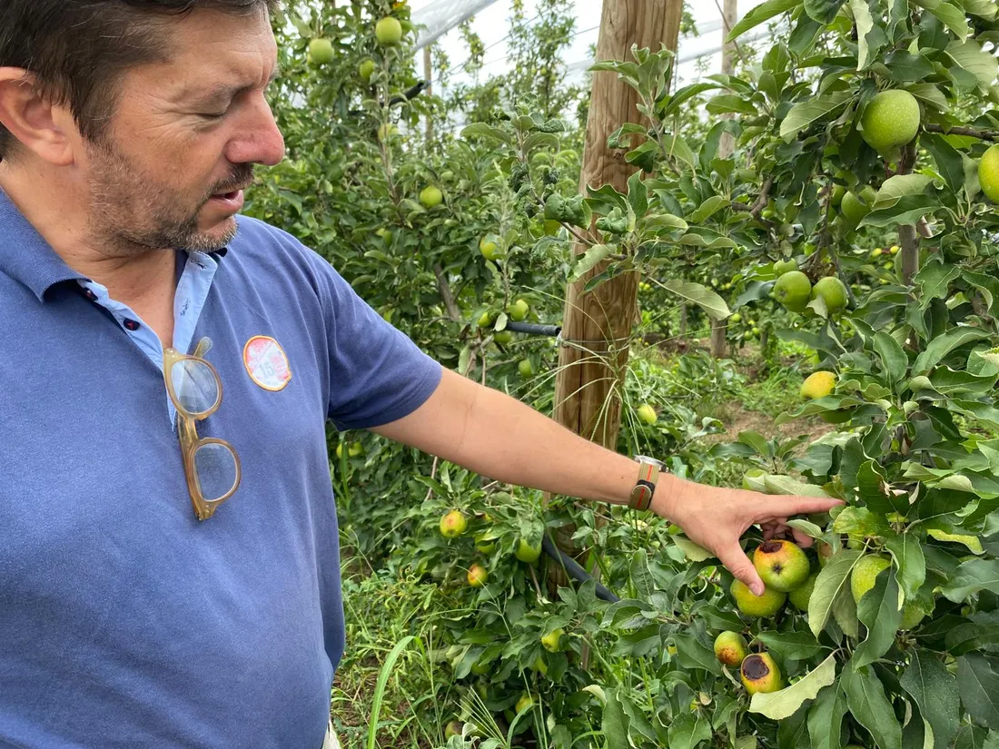 Christophe Belloc, producteur de pommes à Les Barthes