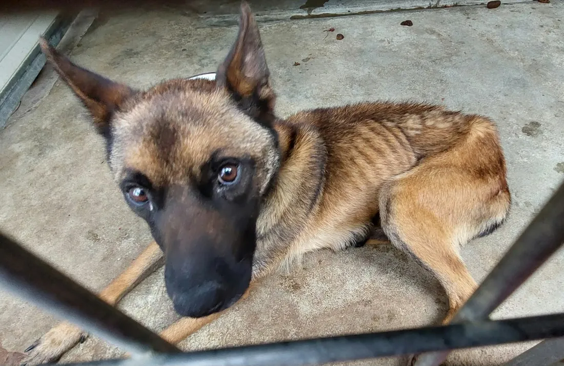 Un chiot ammaigri récemment sauvé par la SPA de Montauban