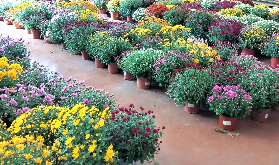 Chrysanthèmes