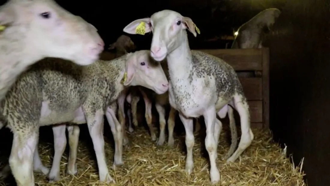 L214 enquête abattoir Rodez