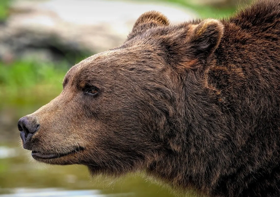 L'ours sera au centre de la prochaine exposition du musée