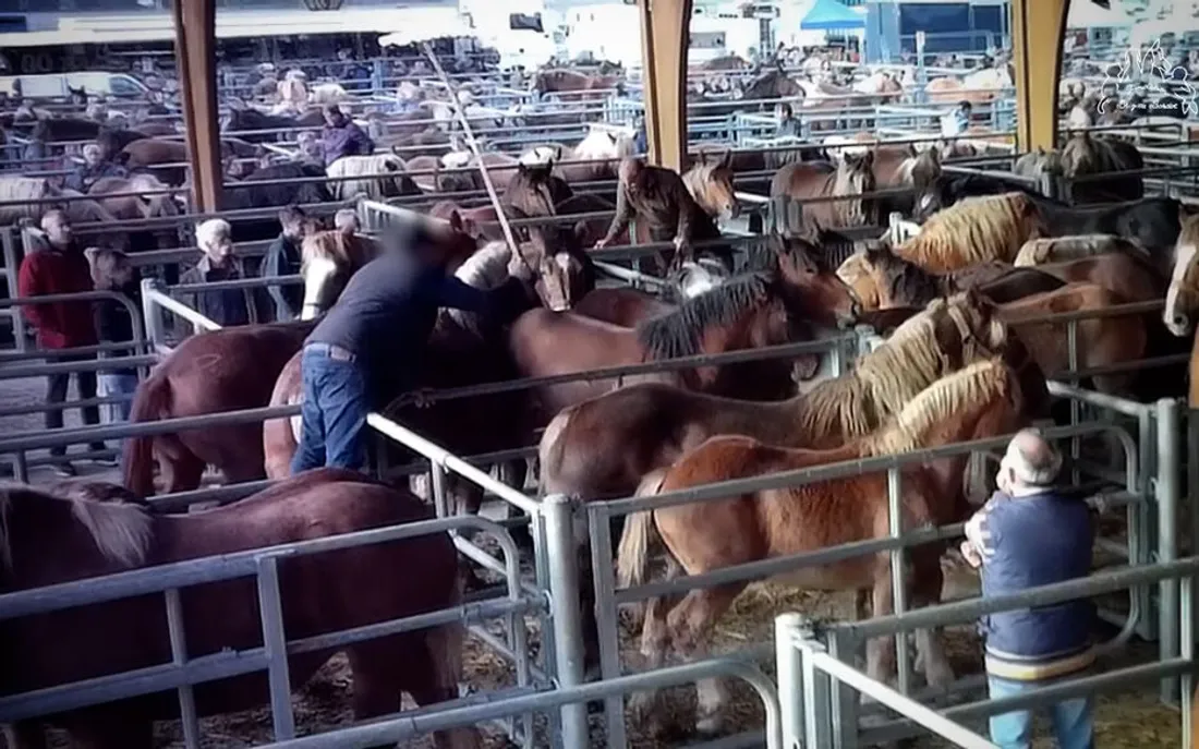 capture d'écran vidéo Fondation Brigitte Bardot