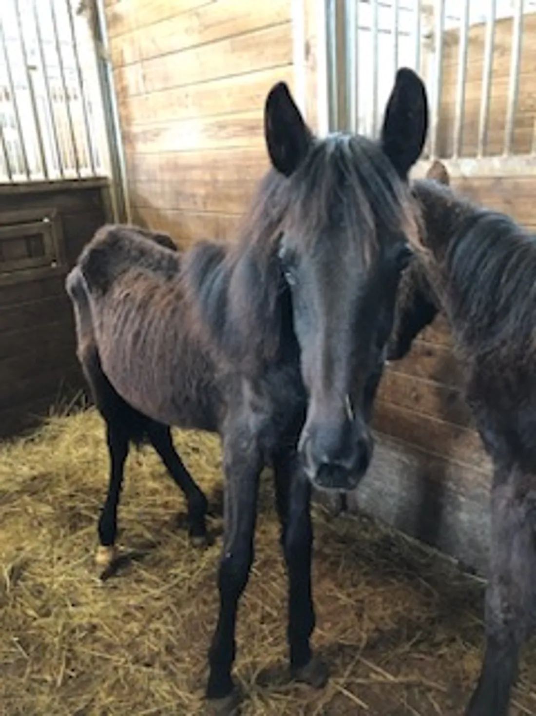 Un des poulains découvert dans ce haras de Soucirac