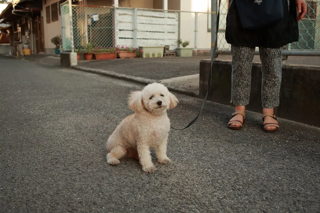 Un chien en ville (illustration)