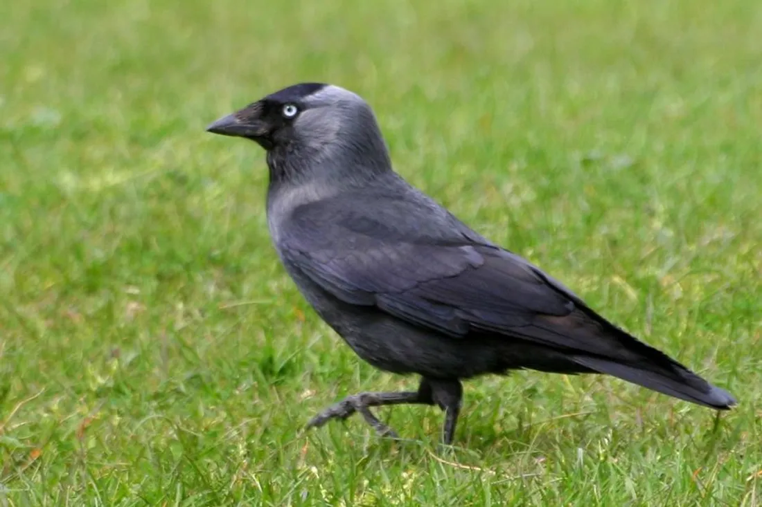 Choucas (illustration)