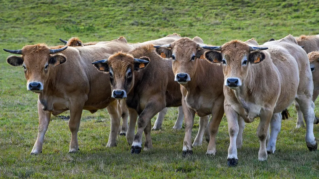 94% des exploitations sur le plateau de l'Aubrac sont des vaches allaitantes