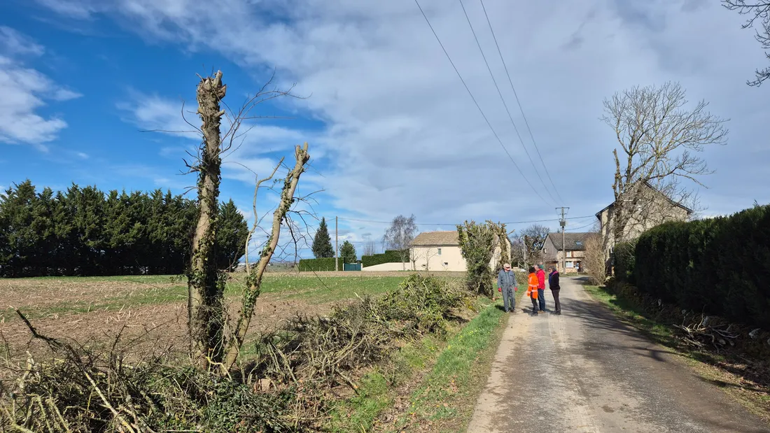 Une haie aveyronnaise fraîchement taillée. 