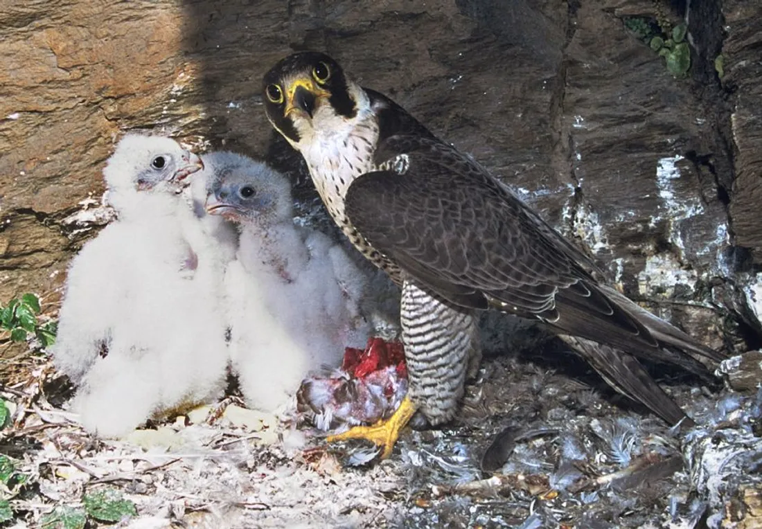 Trois poussins faucon pèlerin observés dans les gorges de la Truyère
