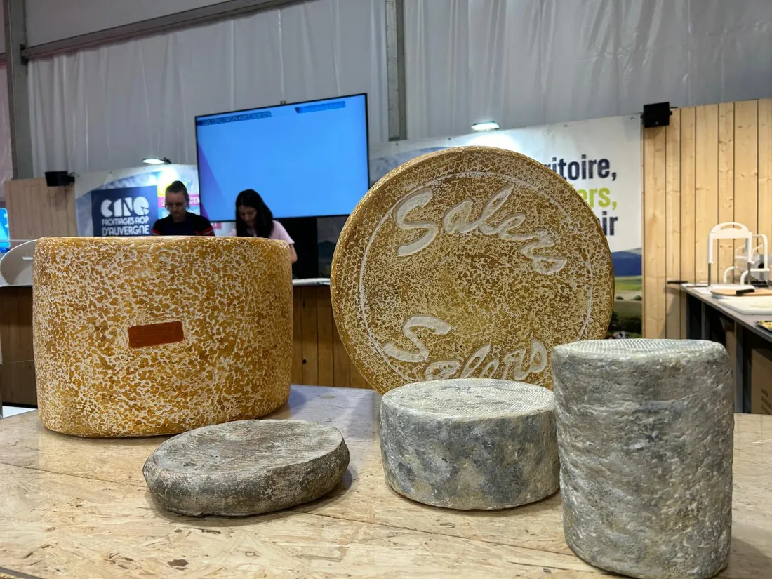 Les cinq fromages AOP d'Auvergne présentés au Sommet de l'élevage.