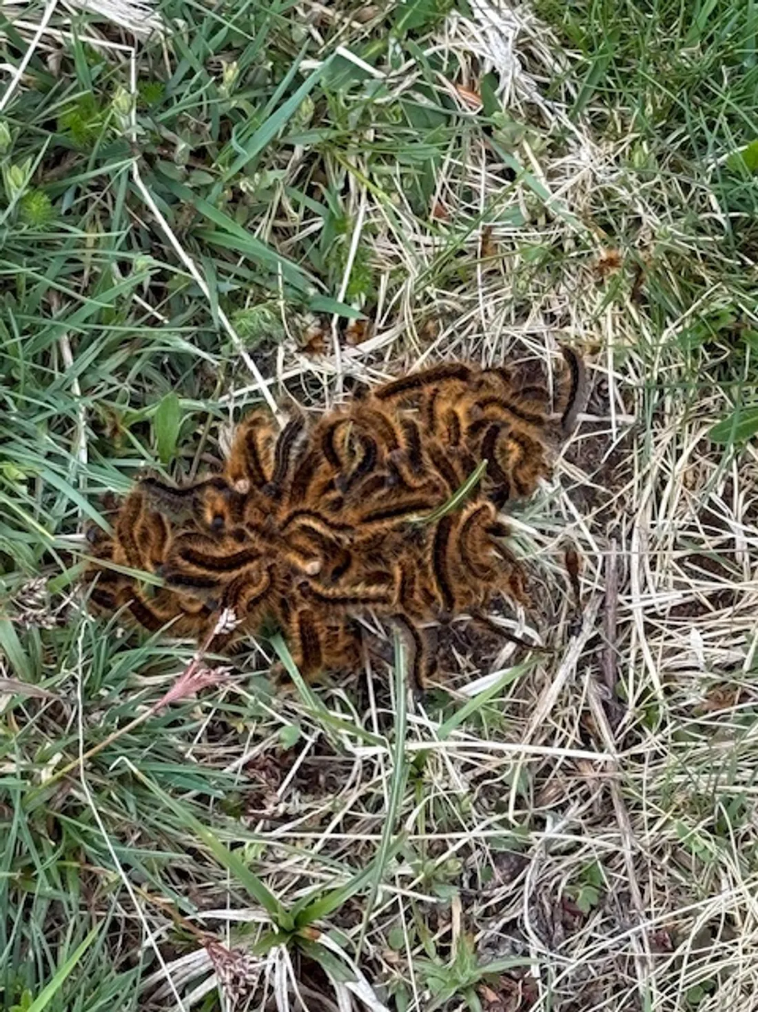 Des chenilles processionnaires