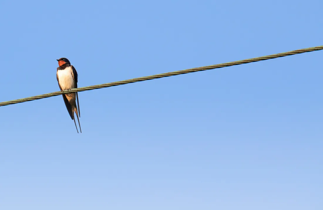 Les oiseaux aussi souffrent de la chaleur