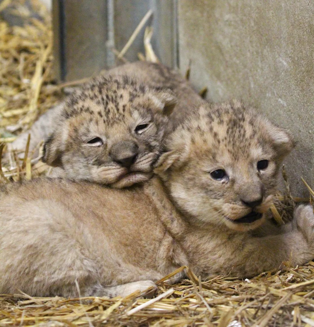 Lionceaux parc auvergne