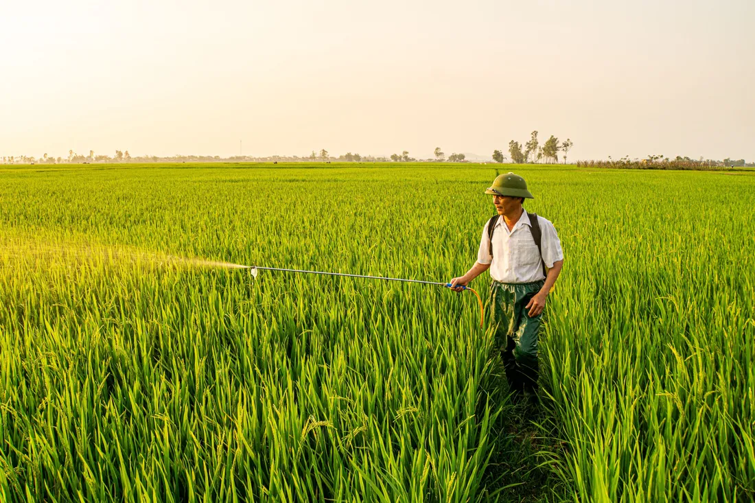 Un homme vaporise un pesticide dans un champ