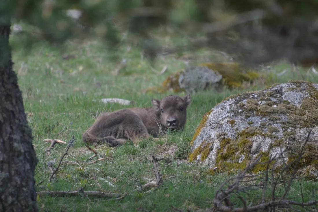 Un bison, né en 2026 en Lozère