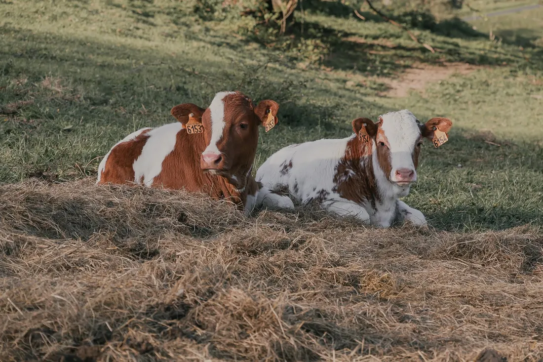 La vache ferrandaise revient sur le devant de la scène.