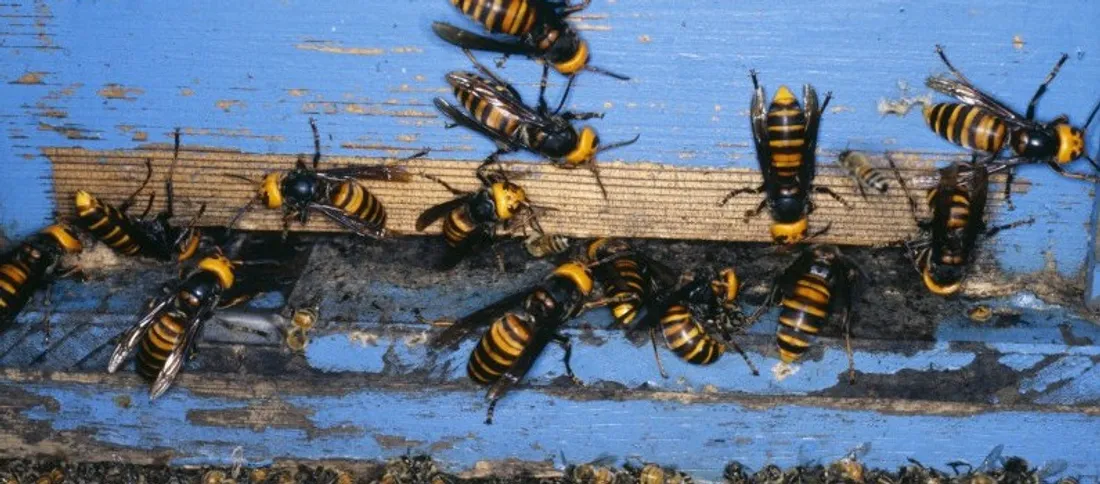 Frelon asiatique : un plan pour tenter d’endiguer la menace