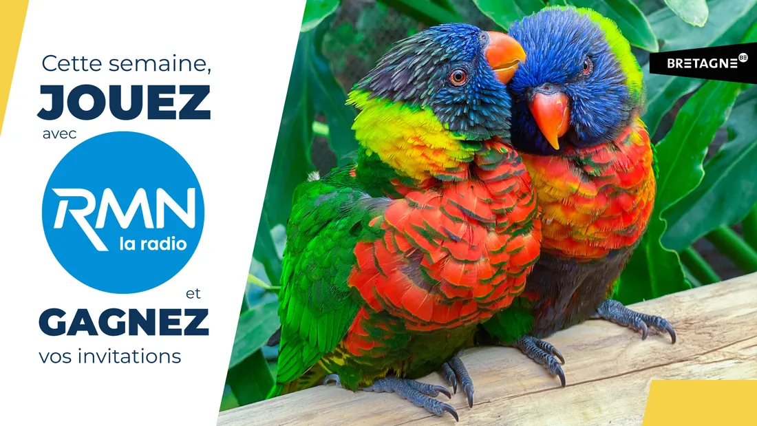 2025.36 Foire aux Oiseaux Pontivy 2025