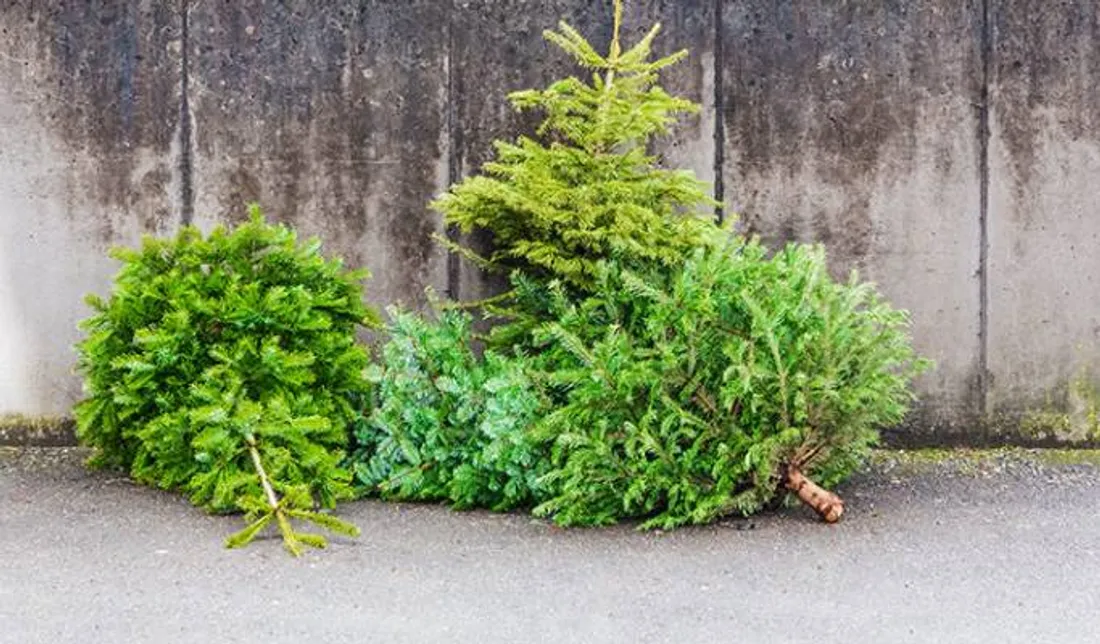 une collecte gratuite des sapins de Noël pour les habitants