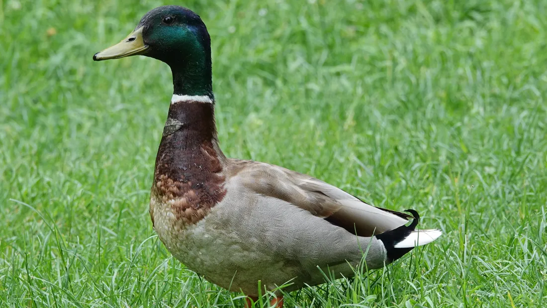 Un canard colvert mâle (image d'illustration)