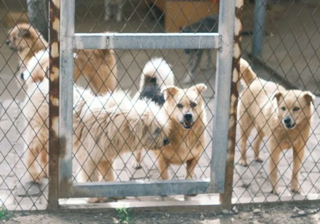 chiens abandonnés