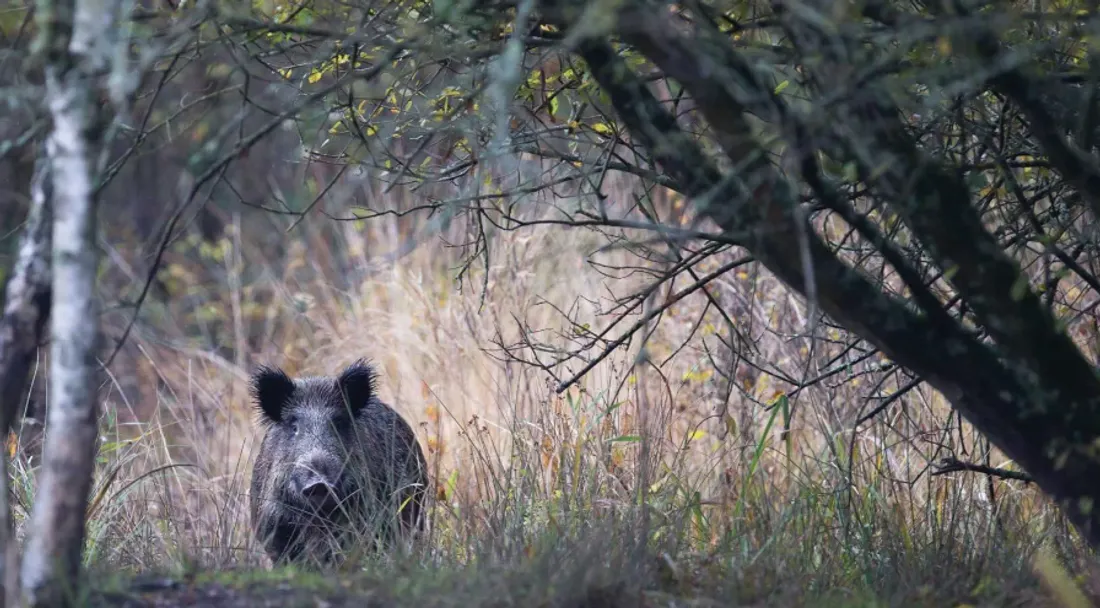Ouverture de la chasse