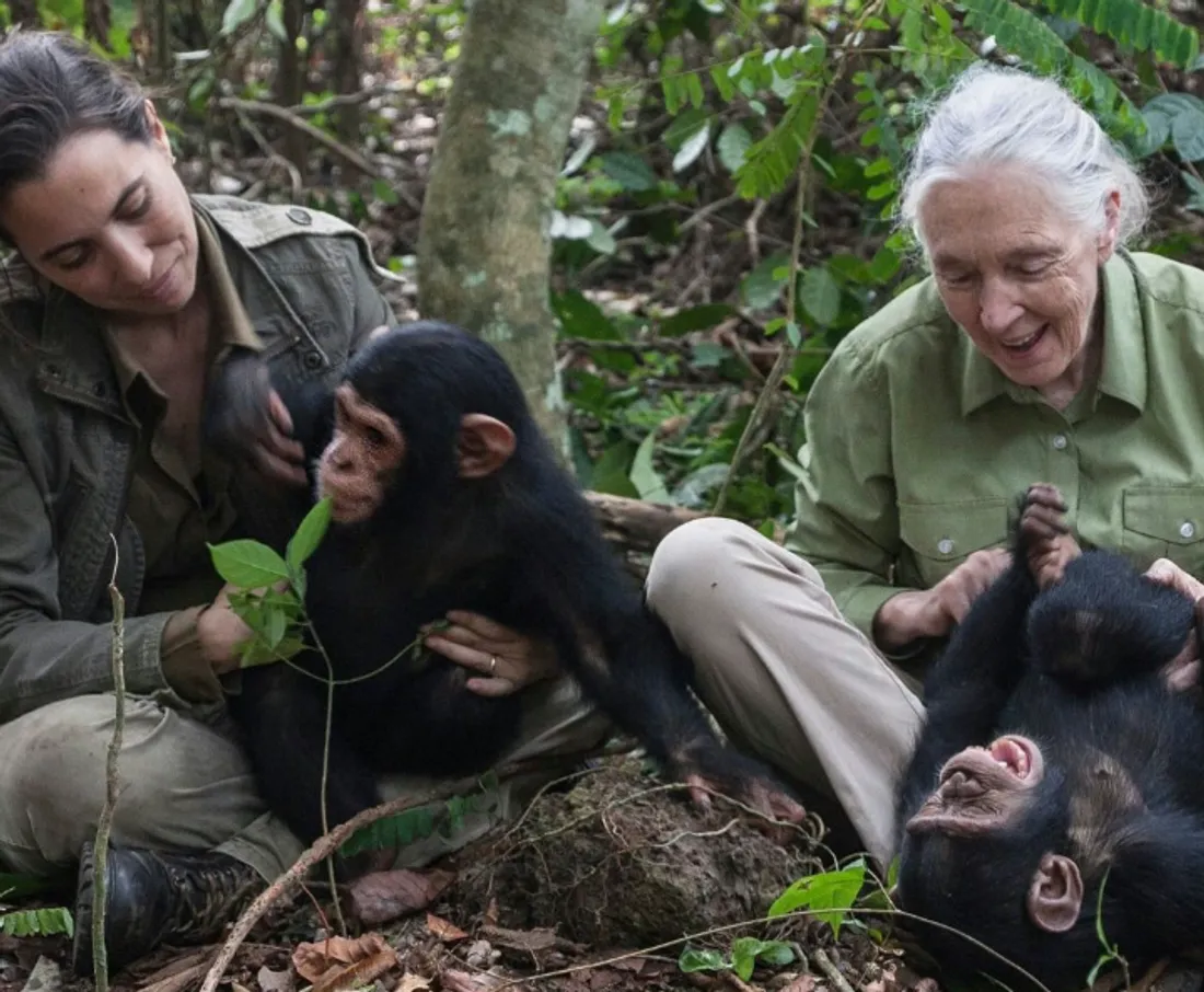 Jane Goodall