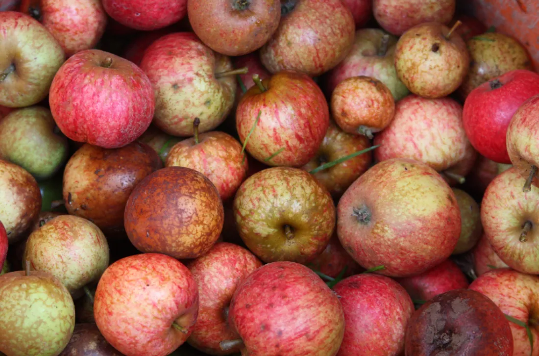 Une année record qui redonne le sourire aux producteurs de cidre