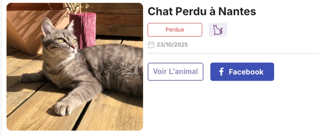chat perdu