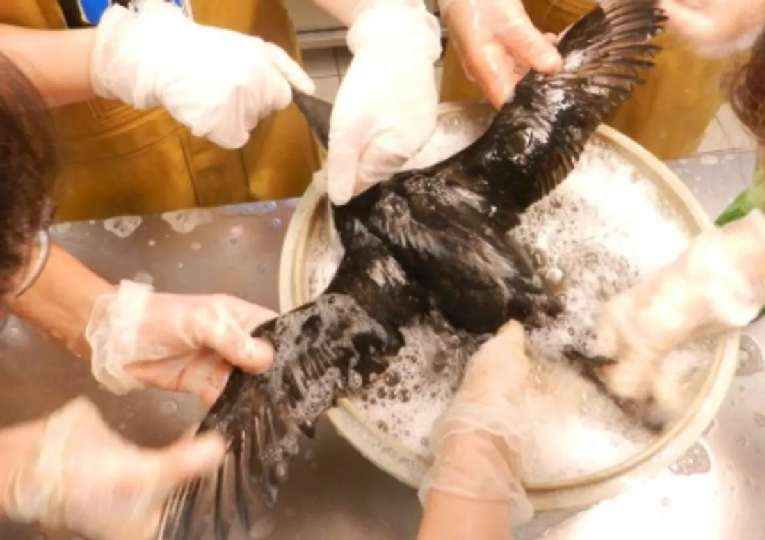 Vingt-six ans après, l’Erika refait surface