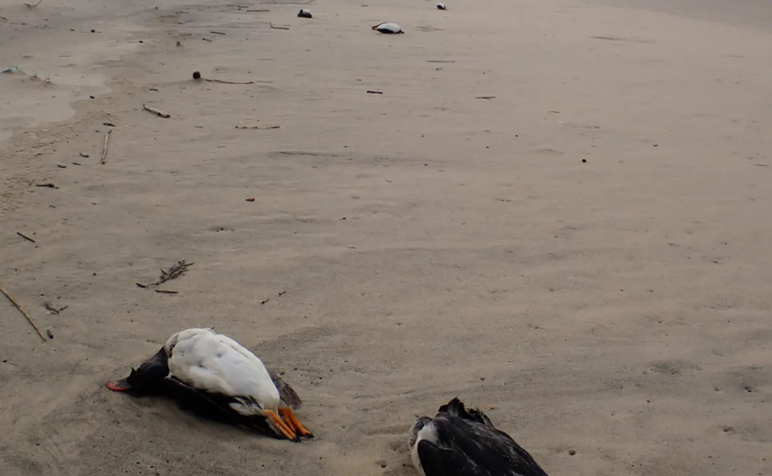 Un hiver noir pour les oiseaux marins