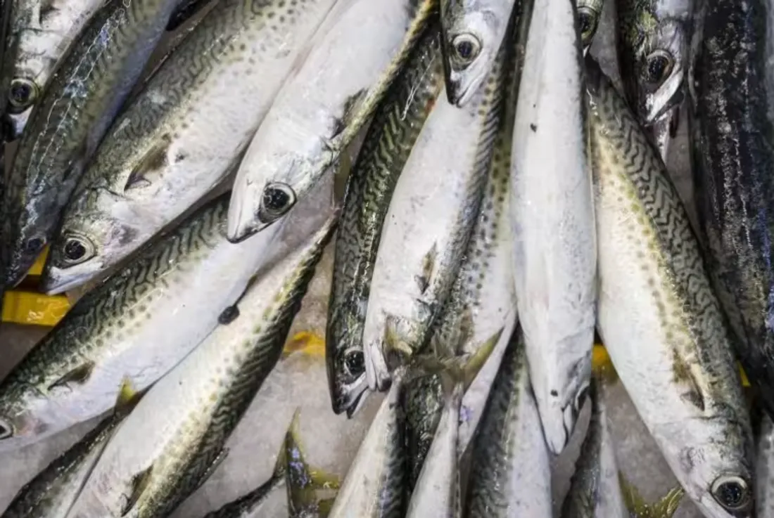 Une décision en faveur des professionnels de la pêche