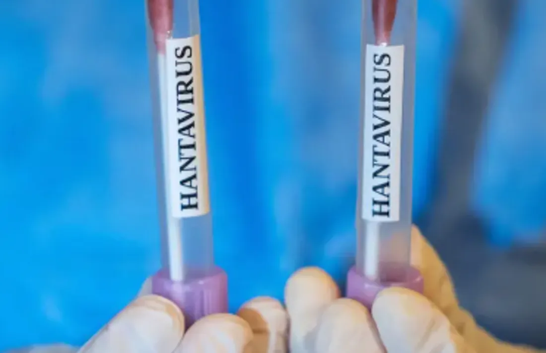 Hantavirus en France : les cas contacts ont-ils été contagieux ?