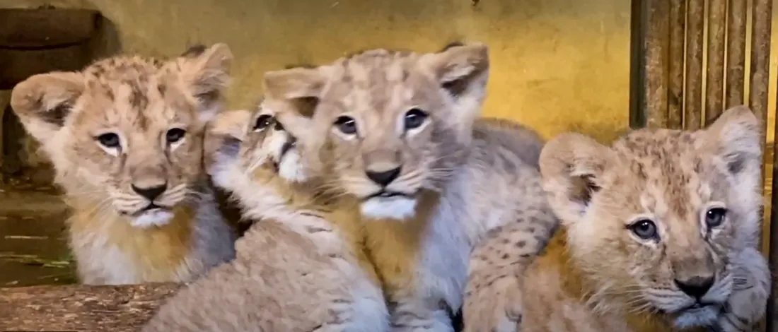 Nouveaux nés à Planète Sauvage